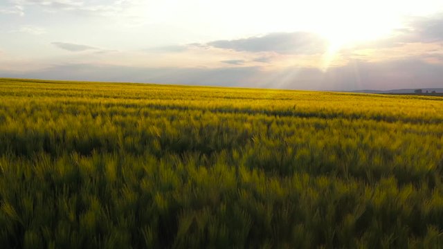 Beautiful view of a green field daylight agricultural industry landscape organic growth harvest plant drone farming nature grain sky environment spring grass farm summer rural close up