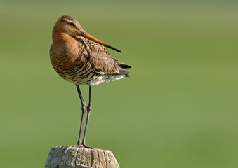 Uferschnepfe Limosa limosa
