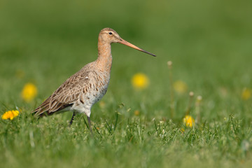 Uferschnepfe Limosa limosa