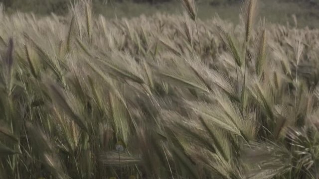 Plantas silvestres en movimiento al viento en el atardecer HD
