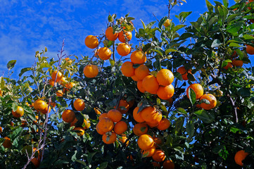 Colourful oranges growing roadside in Pafos Cyprus