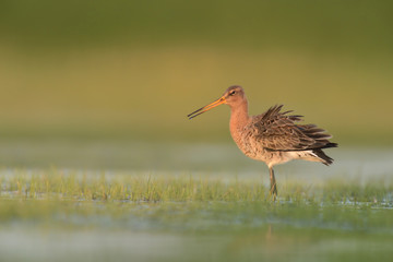 Uferschnepfe Limosa limosa