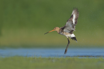 Uferschnepfe Limosa limosa
