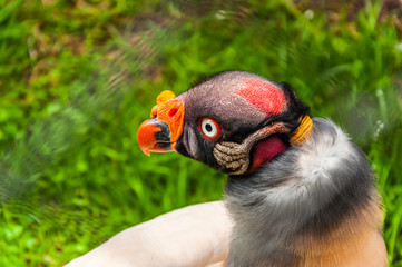 King vukture on a close up shot with a green grass on the background