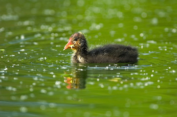 Blässhuhn Fulica atra