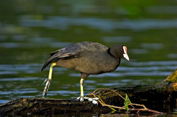Blässhuhn Fulica atra