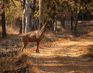Sambar deer
