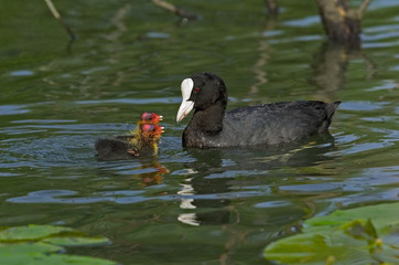 Blässhuhn Fulica atra