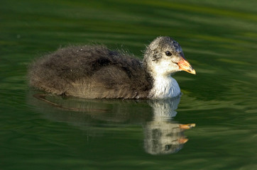 Blässhuhn Fulica atra
