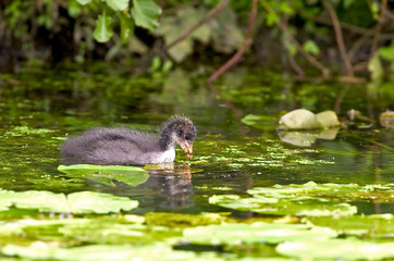 Blässhuhn Fulica atra