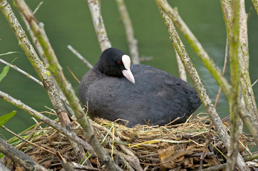 Blässhuhn Fulica atra