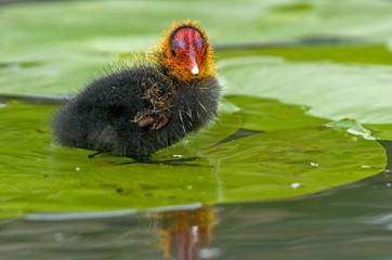 Blässhuhn Fulica atra