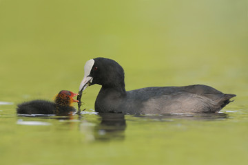 Blässhuhn Fulica atra