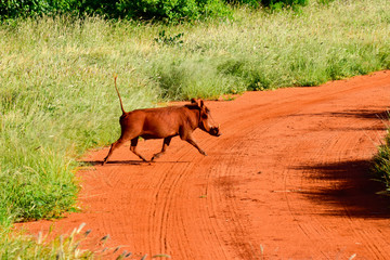 Warzenschwein im Nationalpark Tsavo Ost, Tsavo West und Amboseli in Kenia