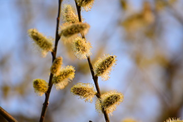 branch of willow