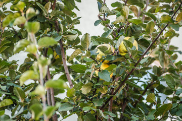 Mature fruits of yellow quince. Bunch of yellow quince fruits growing on the bush at countryside
