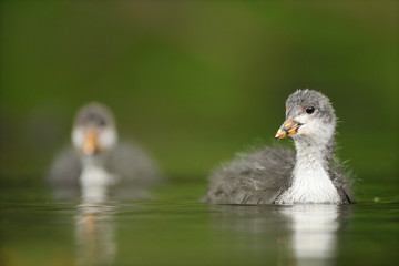Blässhuhn Fulica atra