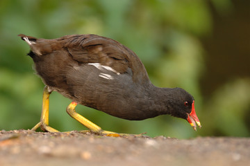 Teichhuhn Gallinula chloropus