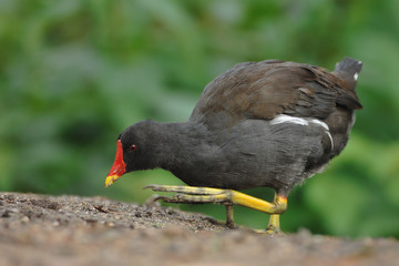 Teichhuhn Gallinula chloropus