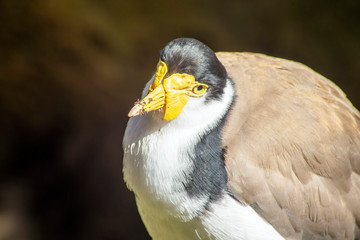 Close up of a masked lapwing, Sydney, Australia