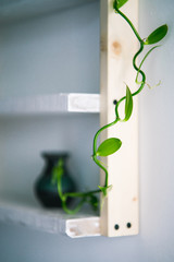 houseplant and decorations on white pine wooden shelf