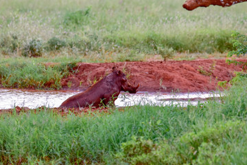 Warzenschwein im Nationalpark Tsavo Ost, Tsavo West und Amboseli in Kenia