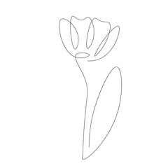 Tulips on white background one lines drawing, vector illustration