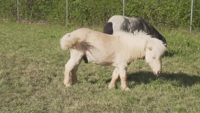 Zwergpony