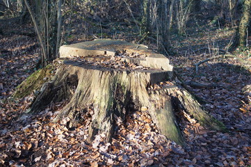 Riesiger Baumstumpf