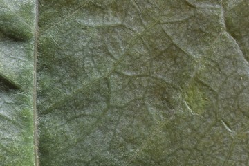 green leaf tree with sprinklers closeup