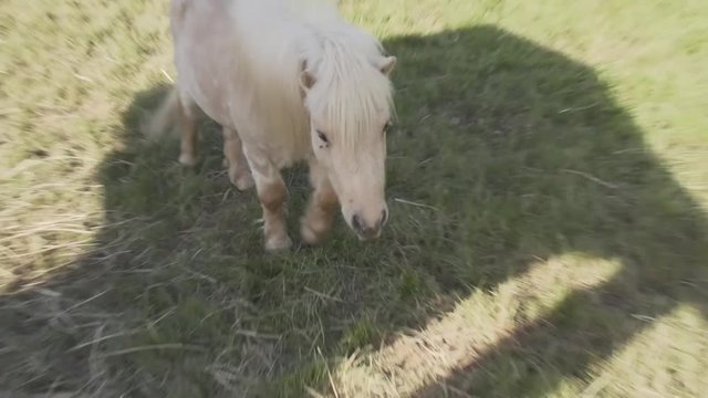 Zwergpony