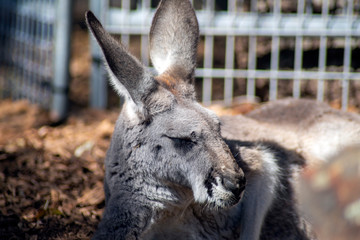 Head of female red kangaroo, Sydney, Australia