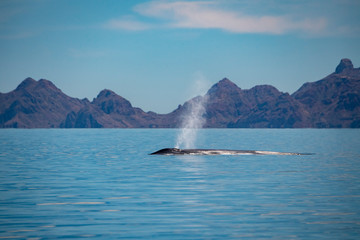blue whale watching in baja california © Andrea Izzotti