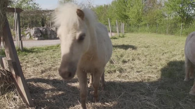 Zwergpony