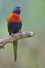 Allfarblori Rainbow Lorikeet Trichoglossus haematodus