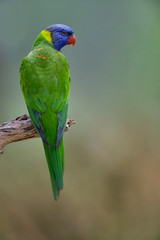 Allfarblori Rainbow Lorikeet Trichoglossus haematodus