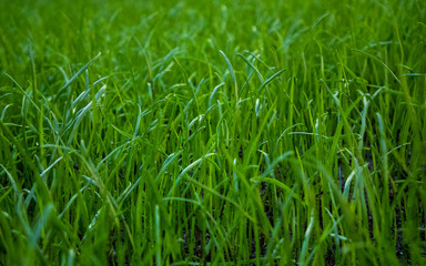 grass on a lawn on a warm summer day