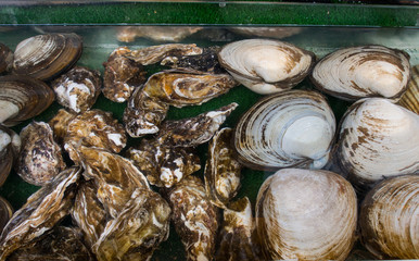 Fresh Oyster and clams being displayed in tanks for sale