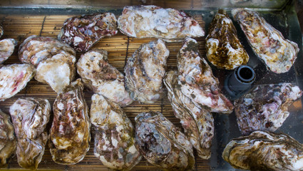 Raw Oyster being displayed in tanks for sale