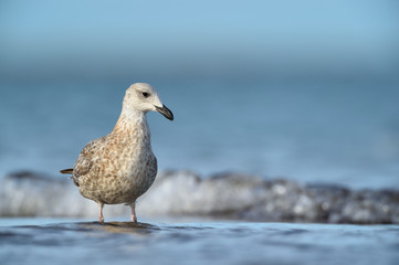 Heringsmöwe Larus fuscus