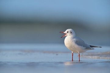 Lachmöwe Larus ridibundus