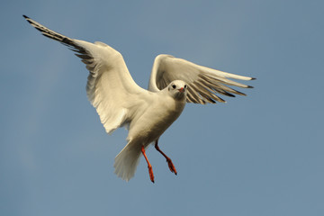 Lachmöwe Larus ridibundus