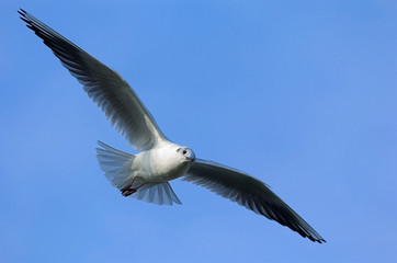 Lachmöwe Larus ridibundus
