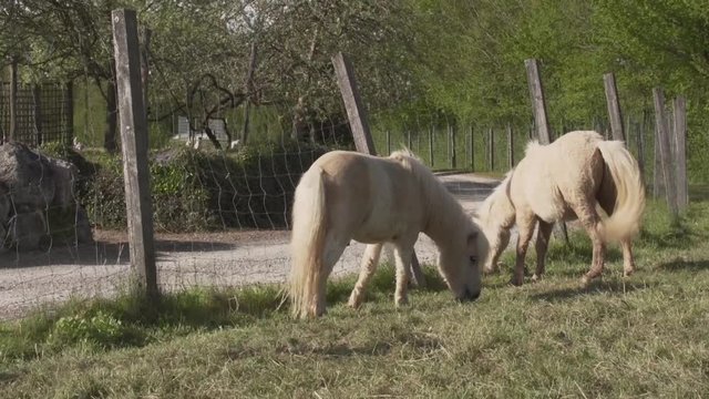 Zwergpony