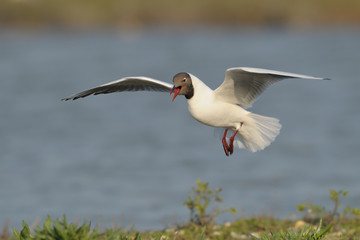 Lachmöwe Larus ridibundus