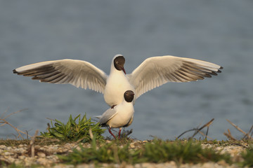 Lachmöwe Larus ridibundus