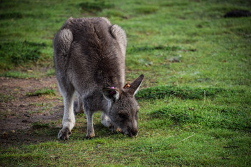 Victoria, Australia