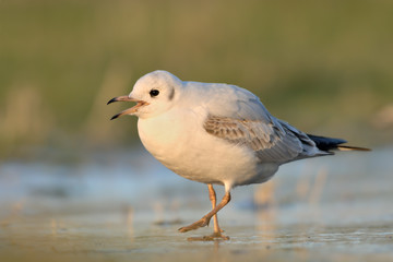 Lachmöwe Larus ridibundus