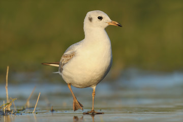 Lachmöwe Larus ridibundus