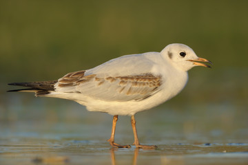 Lachmöwe Larus ridibundus
